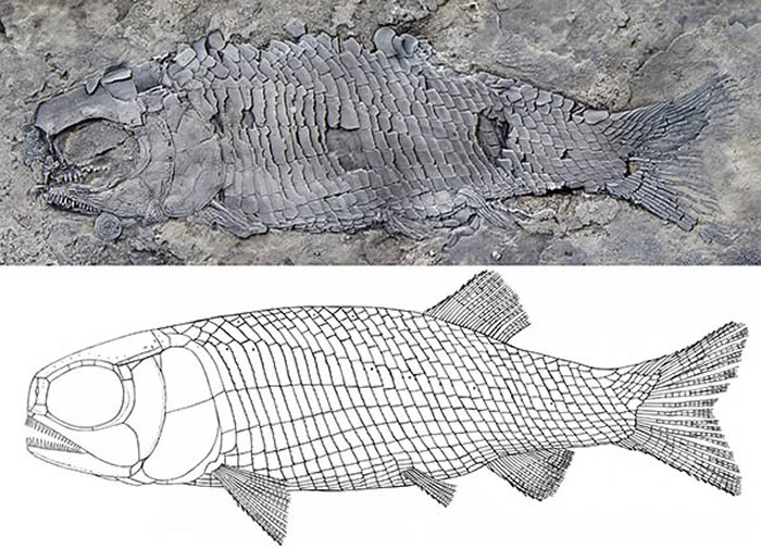 亚洲肋鳞裂齿鱼正型标本和复原图(徐光辉供图)