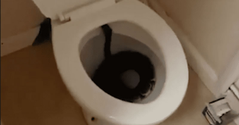 英国女子凌晨上厕所竟然在马桶中看到一条蟒蛇