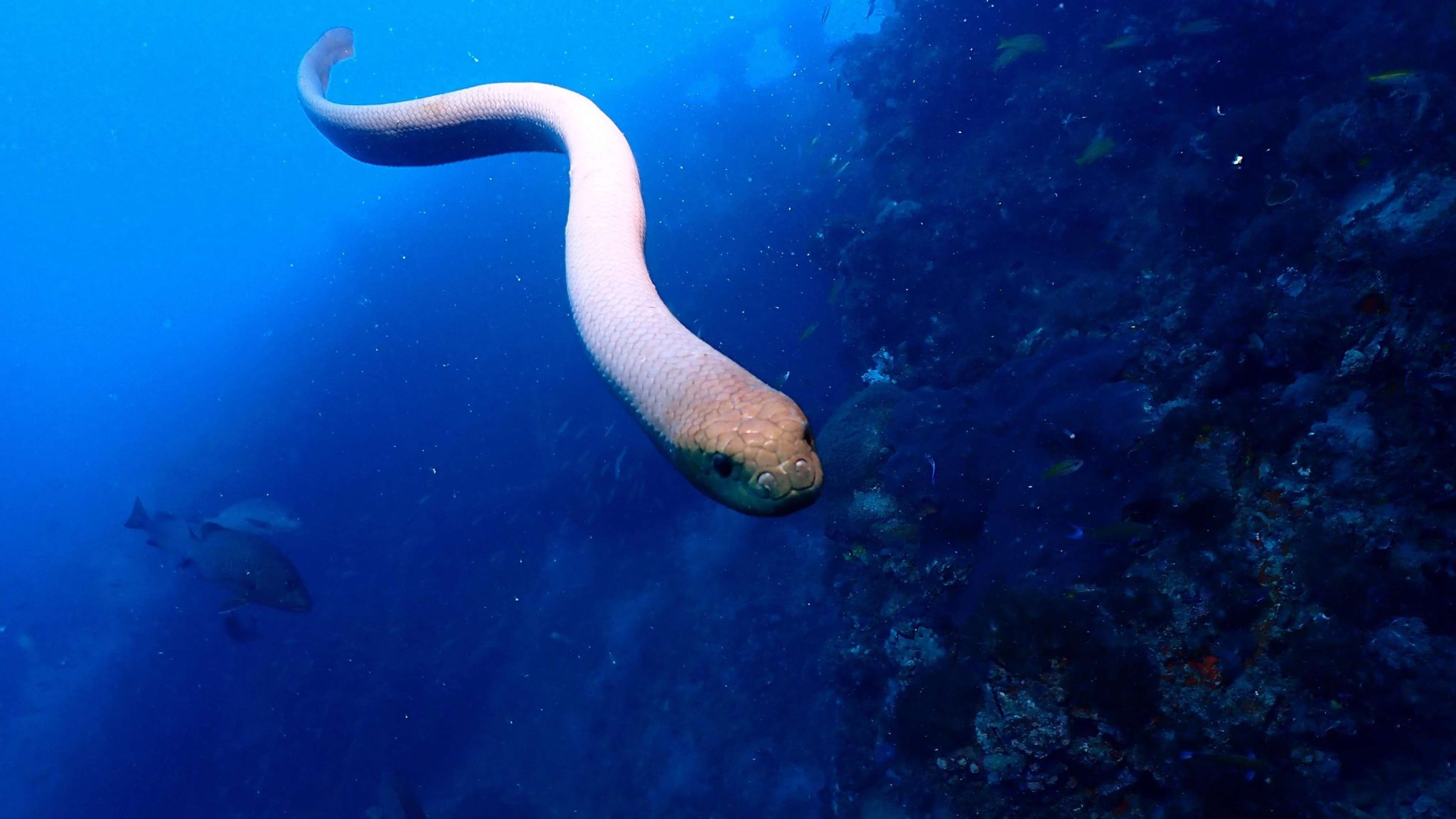 屬於「真海蛇」的飯島氏海蛇（ Emydocephalus ijimae ）的鼻孔有瓣膜。攝影：杜銘章 - 國家地理雜誌中文網