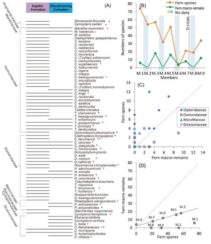 四川盆地三叠纪-侏罗纪之交真蕨植物与孢子化石属种多样性的比较