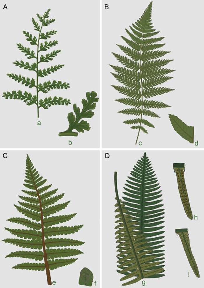 四川盆地晚三叠世和早侏罗世部分真蕨植物化石复原图