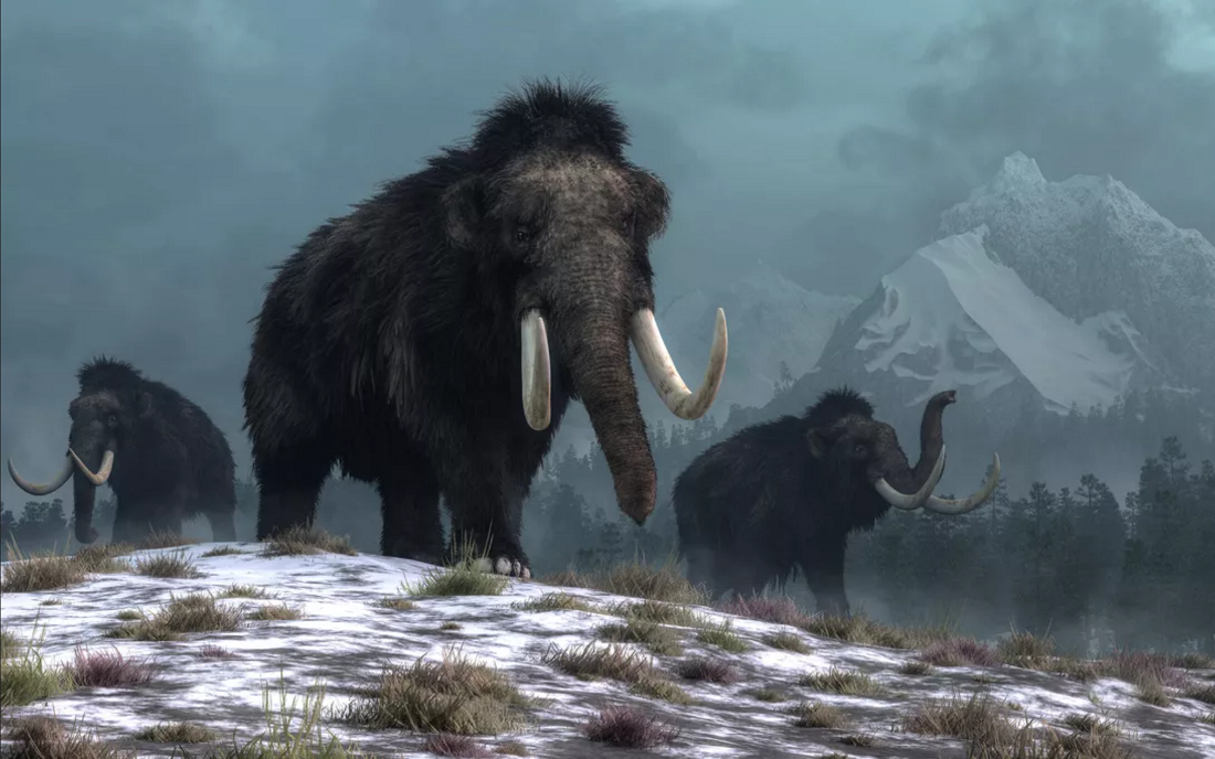 《自然》：猛犸象的灭绝应归咎于气候变化 而非人类的猎杀