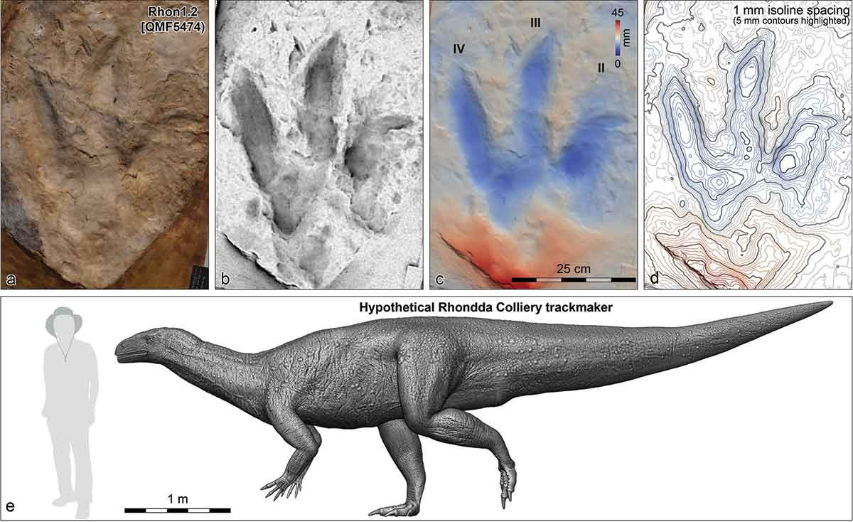 澳大利亚矿区发现的“类似猛禽”的三叠纪恐龙实际上是胆小“素食者”