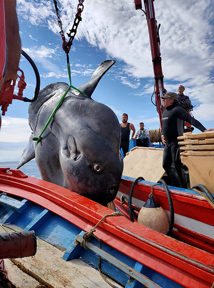 渔民捕到一只2吨重巨大曼波鱼(翻车鱼) 请来研究人员观察纪录后放回大海