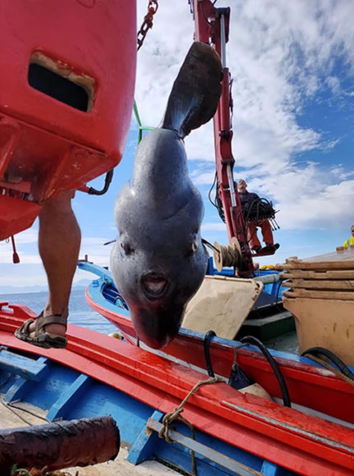 渔民捕到一只2吨重巨大曼波鱼(翻车鱼) 请来研究人员观察纪录后放回大海