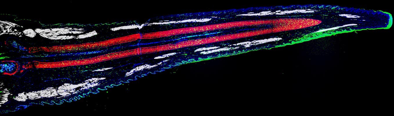 一个完全再生的哀伤壁虎尾巴的组织学。肌肉为白色，软骨为红色，增殖细胞为绿色，细胞核为蓝色。资料来源：南加州大学/Lozito实验室