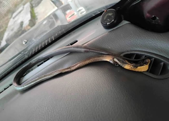 马来西亚砂拉越州女子要开车时发现冷气口卡了一条有毒眼镜蛇