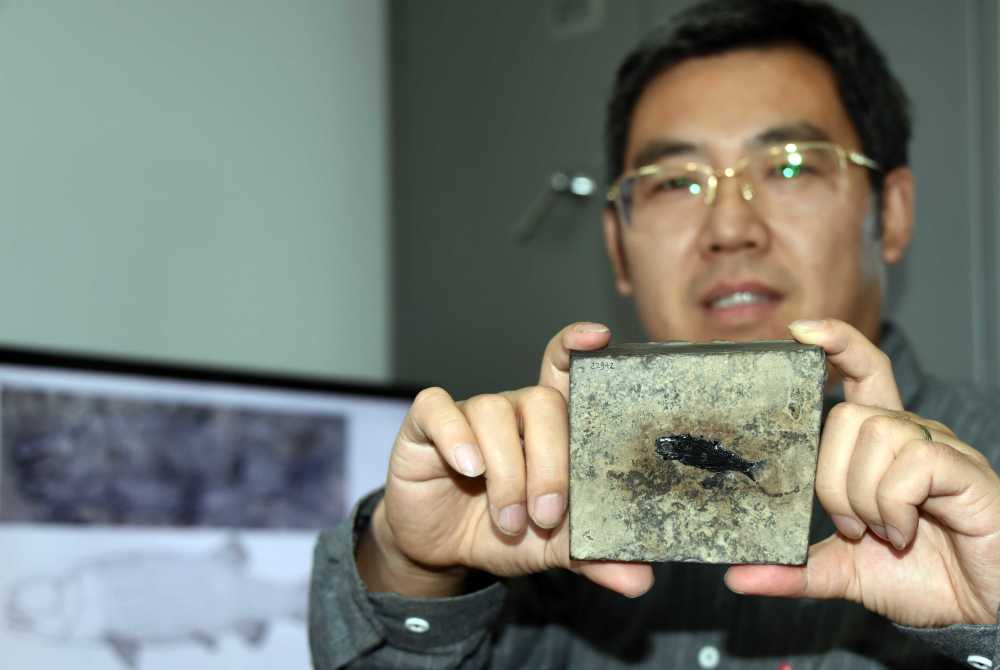 中国云南罗平三叠纪海相地层发现世界最古老肋鳞裂齿鱼 距今2.44亿年为亚洲首现