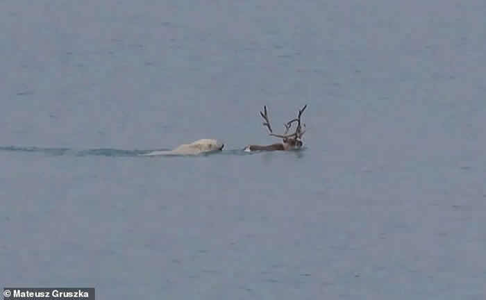 挪威斯瓦尔巴群岛北极熊猎杀一只试图游泳逃跑的驯鹿