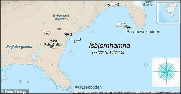 挪威斯瓦尔巴群岛北极熊猎杀一只试图游泳逃跑的驯鹿