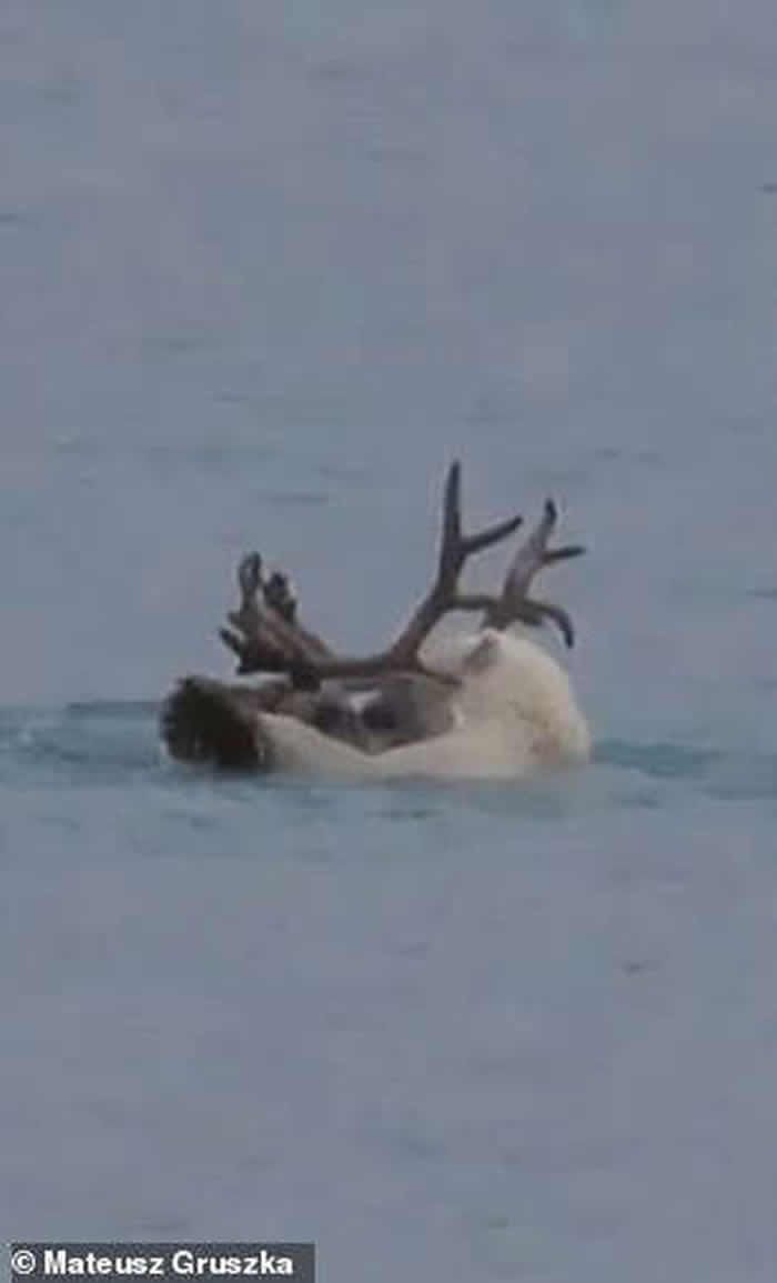 挪威斯瓦尔巴群岛北极熊猎杀一只试图游泳逃跑的驯鹿