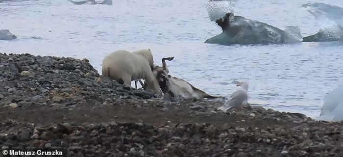 挪威斯瓦尔巴群岛北极熊猎杀一只试图游泳逃跑的驯鹿