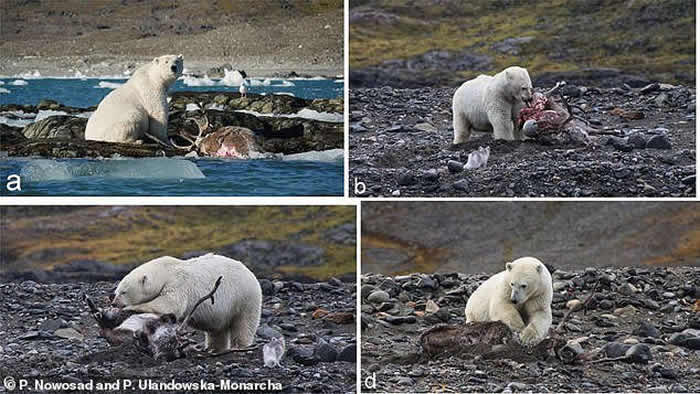 挪威斯瓦尔巴群岛北极熊猎杀一只试图游泳逃跑的驯鹿