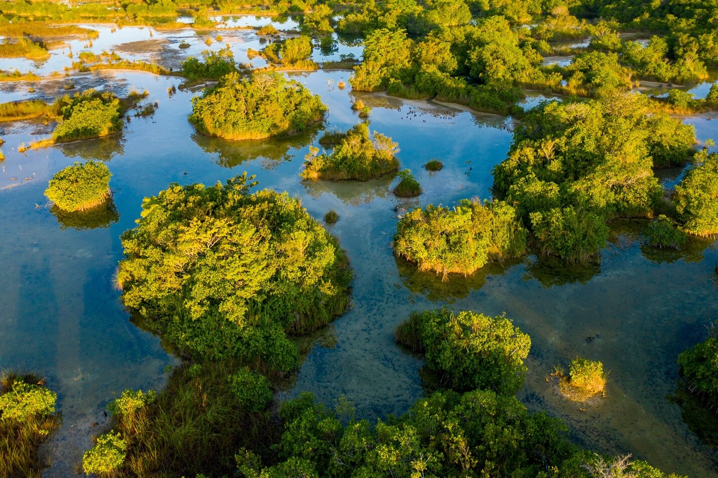 圣佩德罗马蒂尔河平静的河水富含钙离子，让红树林在没有咸水的环境下仍能生存。 PHOTOGRAPH BY OCTAVIO ABURTO