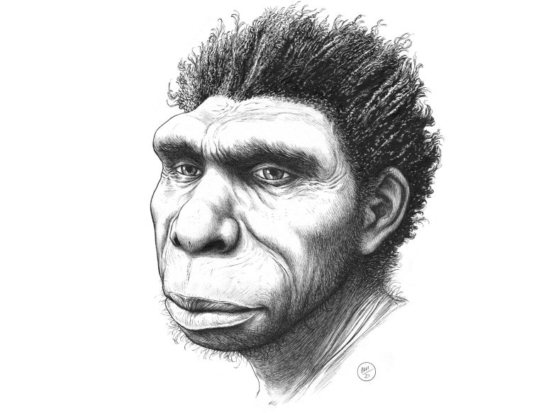 ǷµHomo bodoensis Ϊִ˵ֱ