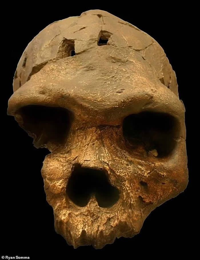 ǷµHomo bodoensis Ϊִ˵ֱ