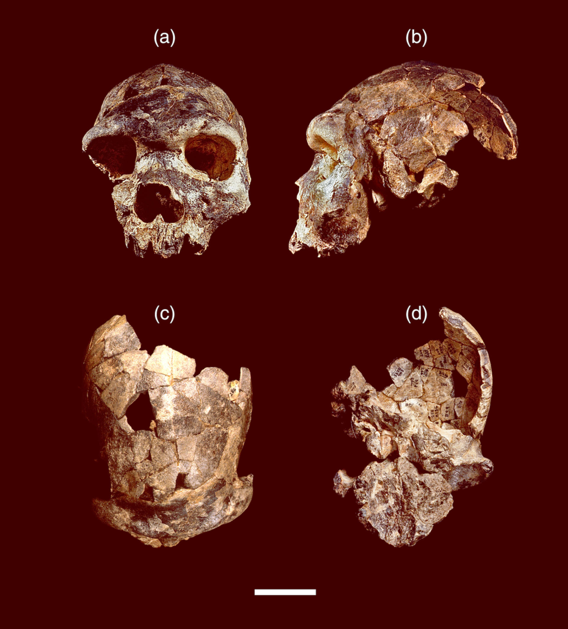 ǷµHomo bodoensis Ϊִ˵ֱ