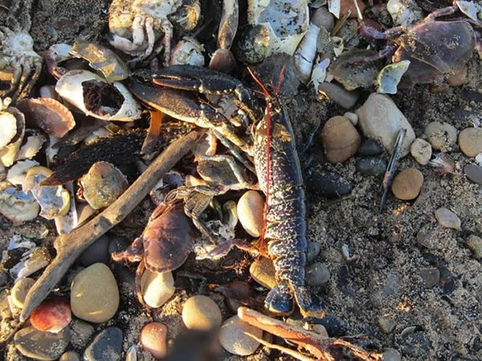 英国英格兰东北部海岸出现诡异景象 数以万计的螃蟹、龙虾及活鱼冲上岸堆积如山