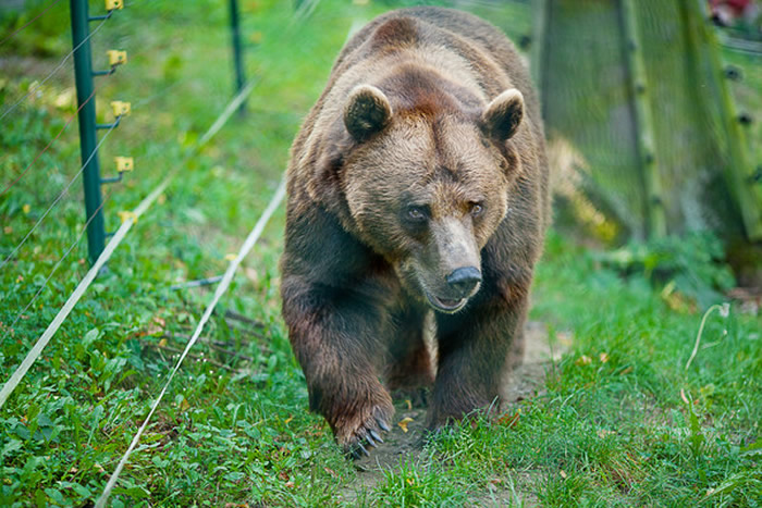 美国阿拉斯加州男子在河边骑自行车遭226公斤巨大棕熊追杀 大吼大叫用脚反击成功逃死