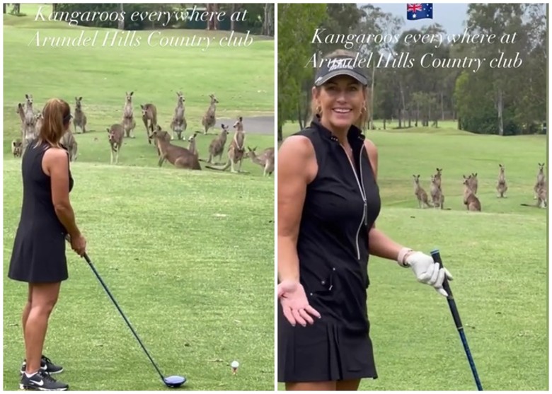 一群袋鼠闯入澳洲昆士兰省黄金海岸高尔夫球场