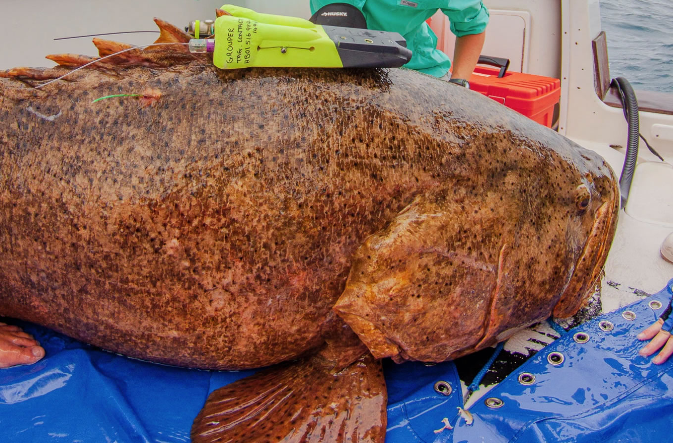 科学家利用多功能高科技标签收集到更多巨型大西洋石斑鱼的数据