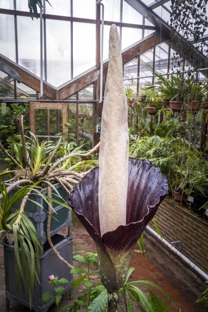荷兰莱登植物园魔芋属草本植物“阴茎花”在睽违25年后首度开花 欧洲史上仅3次