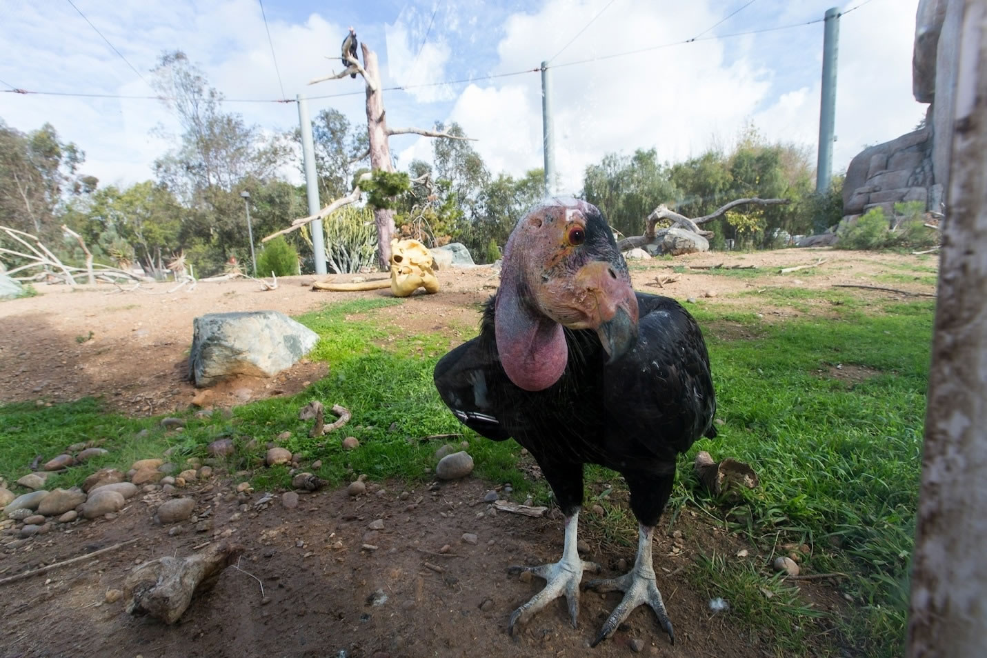 ʥ綯԰Ұ˹ĻһֻȦļأգͼֻк PHOTOGRAPH BY KEN BOHN, SAN DIEGO ZO