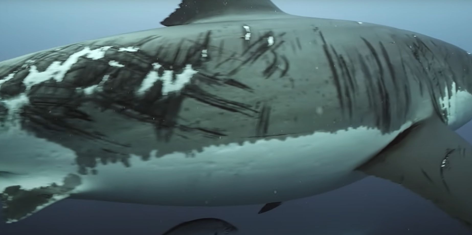 ϲ⺣ĺȺһֻ費֪ι˺