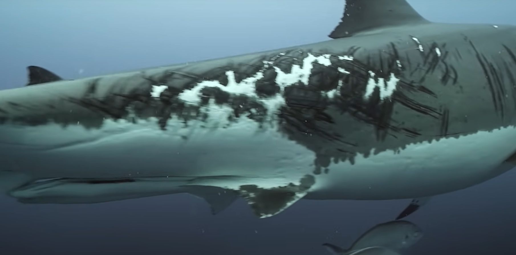 ϲ⺣ĺȺһֻ費֪ι˺