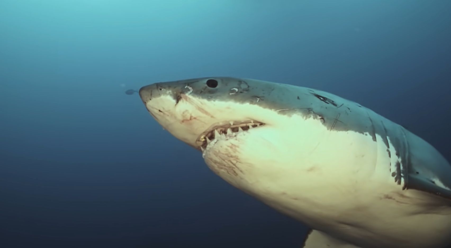 ϲ⺣ĺȺһֻ費֪ι˺