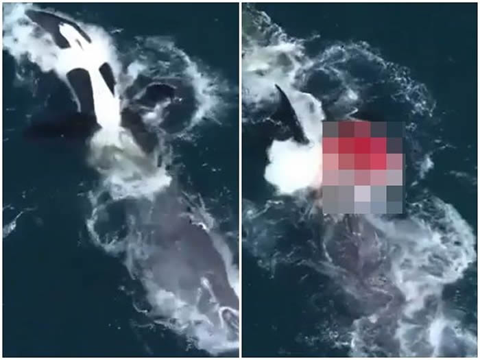 美国加州海岸9公尺长灰鲸遭5头虎鲸攻击 舌头被扯下来