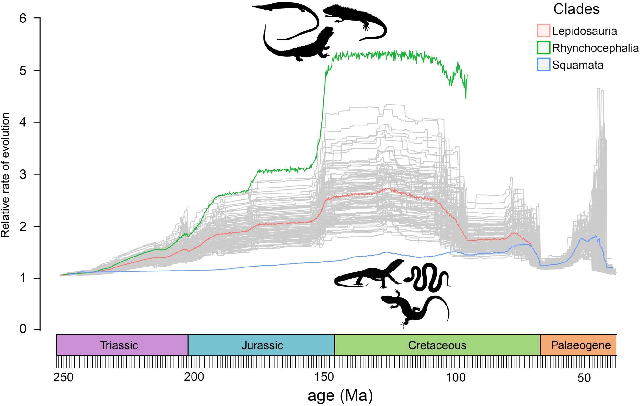 布里斯托尔大学对蜥蜴的研究发现快速进化的物种更容易灭绝