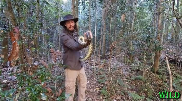 澳洲男子想帮助地毯蟒安全过马路 反被巨蟒攻击