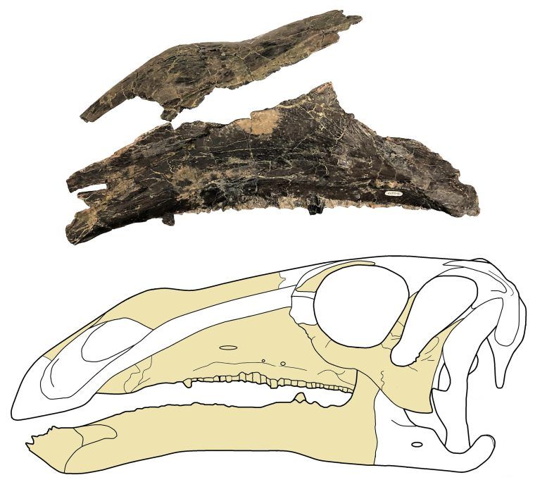 怀特岛发现新恐龙物种Brighstoneus simmondsi