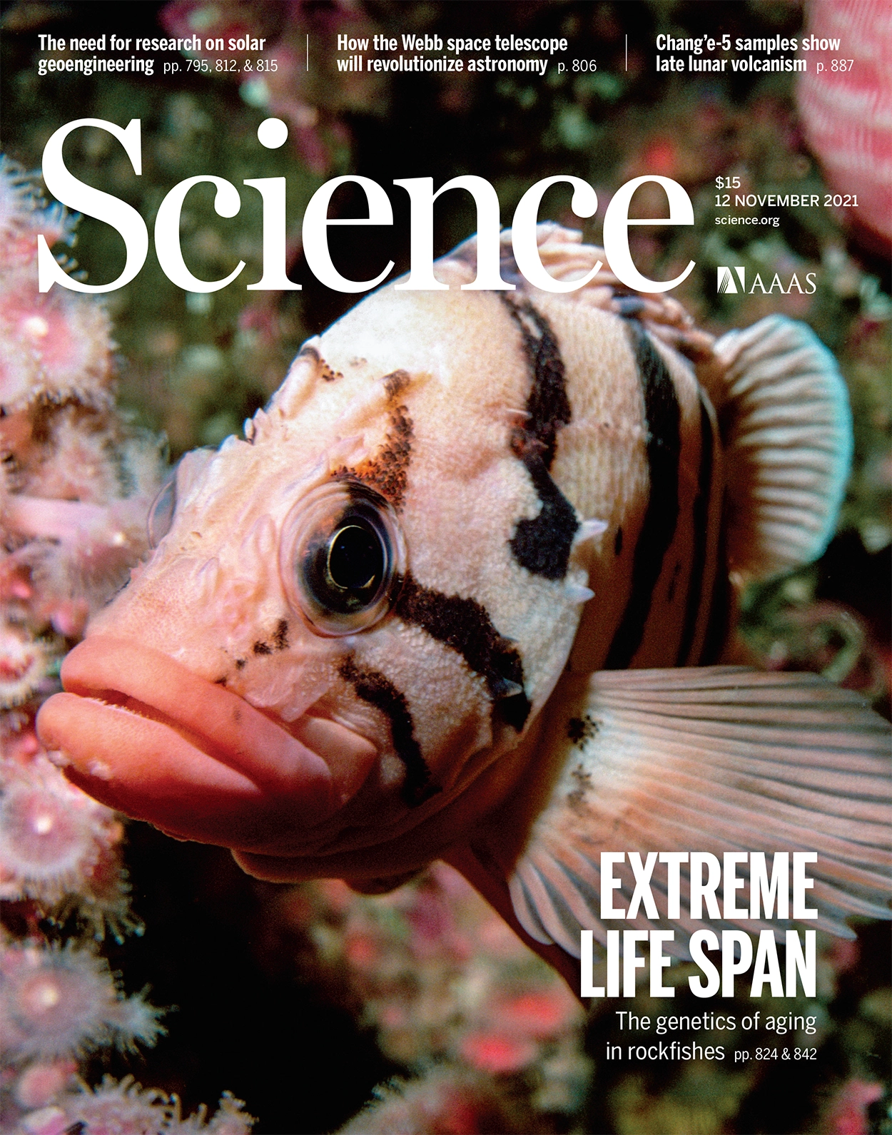 太平洋岩鱼极端寿命的起源与演化