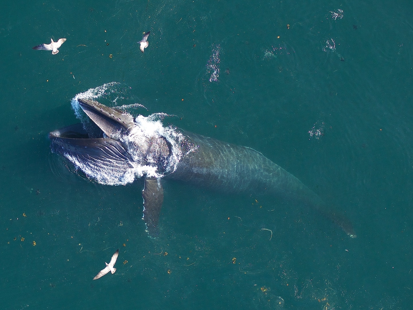 座头鲸（仰头是一头在加州海的一群）会欣赏海洋的铁质的戏剧表演，非常重要。摄影：JOHN DURBAN