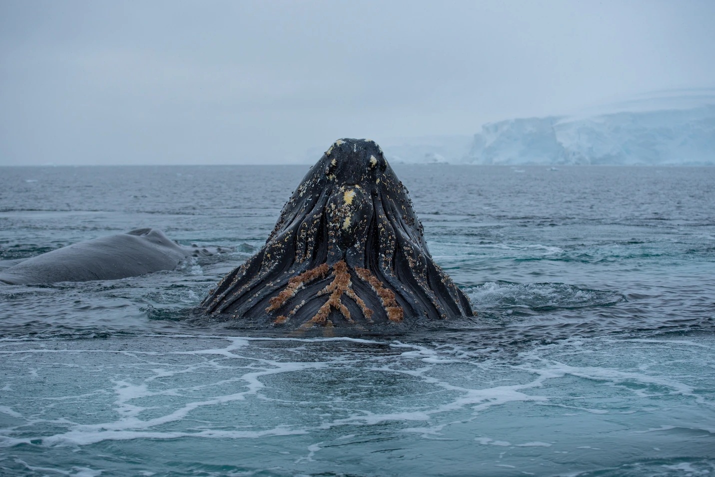 近期研究标记的一头座头鲸从冲水中出来。头鲸的嘴里有鲸须板，好像微小的猎物过滤出来。PHOTOGRAPH BY MATTHEW SAVOCA