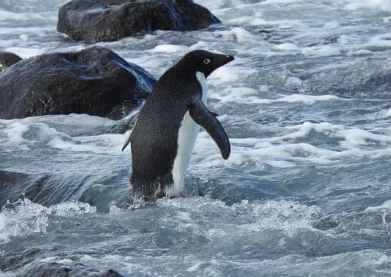 在南极生活的阿德利企鹅突然在新西兰南岛基督城一带沿岸罕有现身
