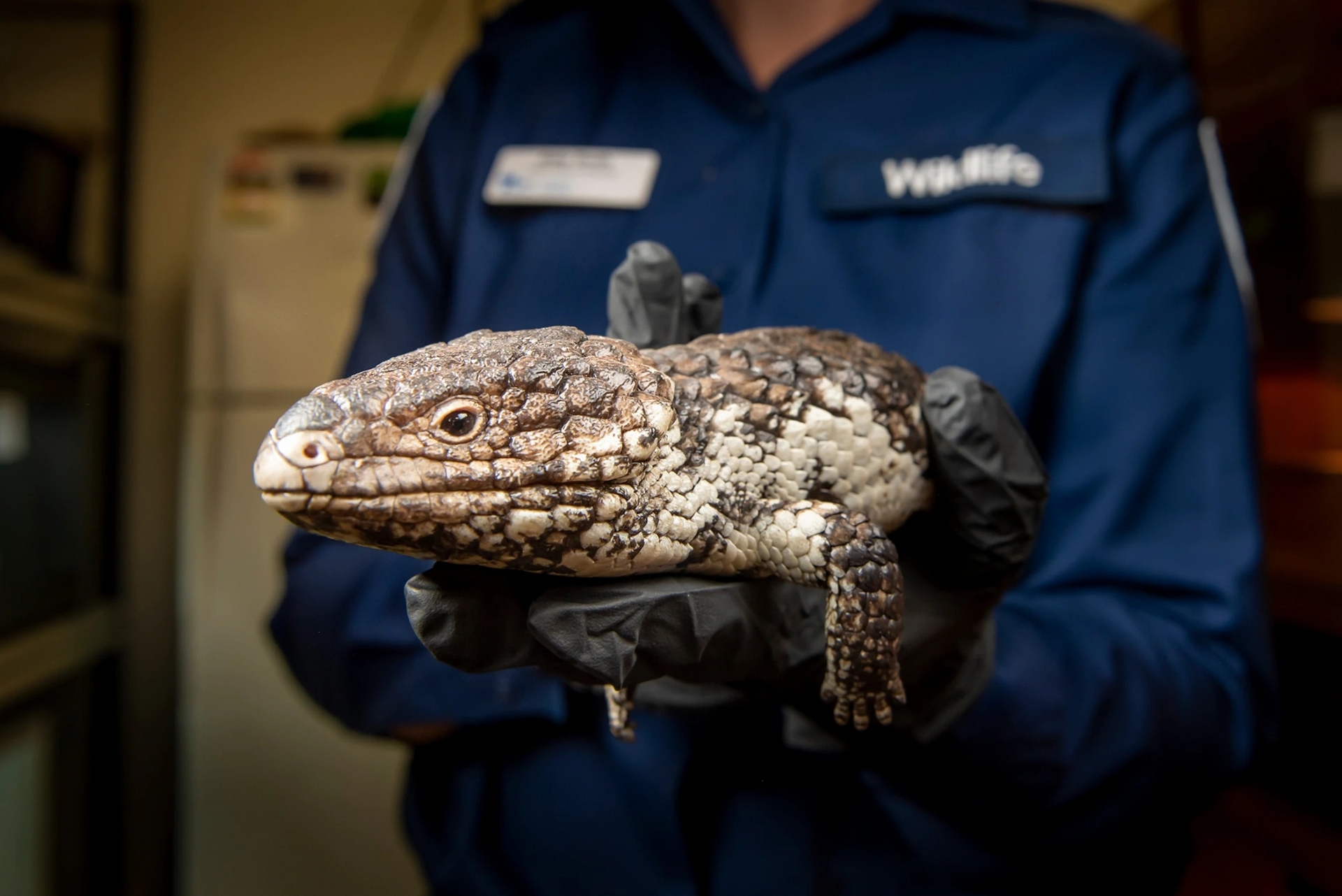 һһ޵ɹ֡桱ǰ޶˽ܺ