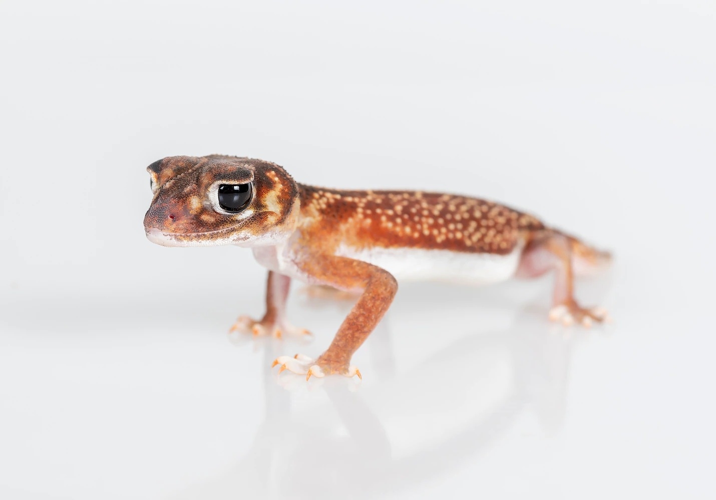 2018年墨尔本的邮政分捡单位拦截到了一只打算走私到国外去的瘤尾守宫（knob-tailed gecko）。 PHOTOGRAPH BY DOUG GIMESY