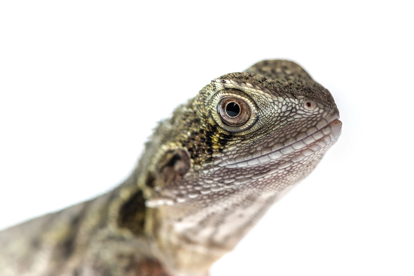 ͼеĶˮeastern water dragonڣб඼ƽˮ滭Department of Environme