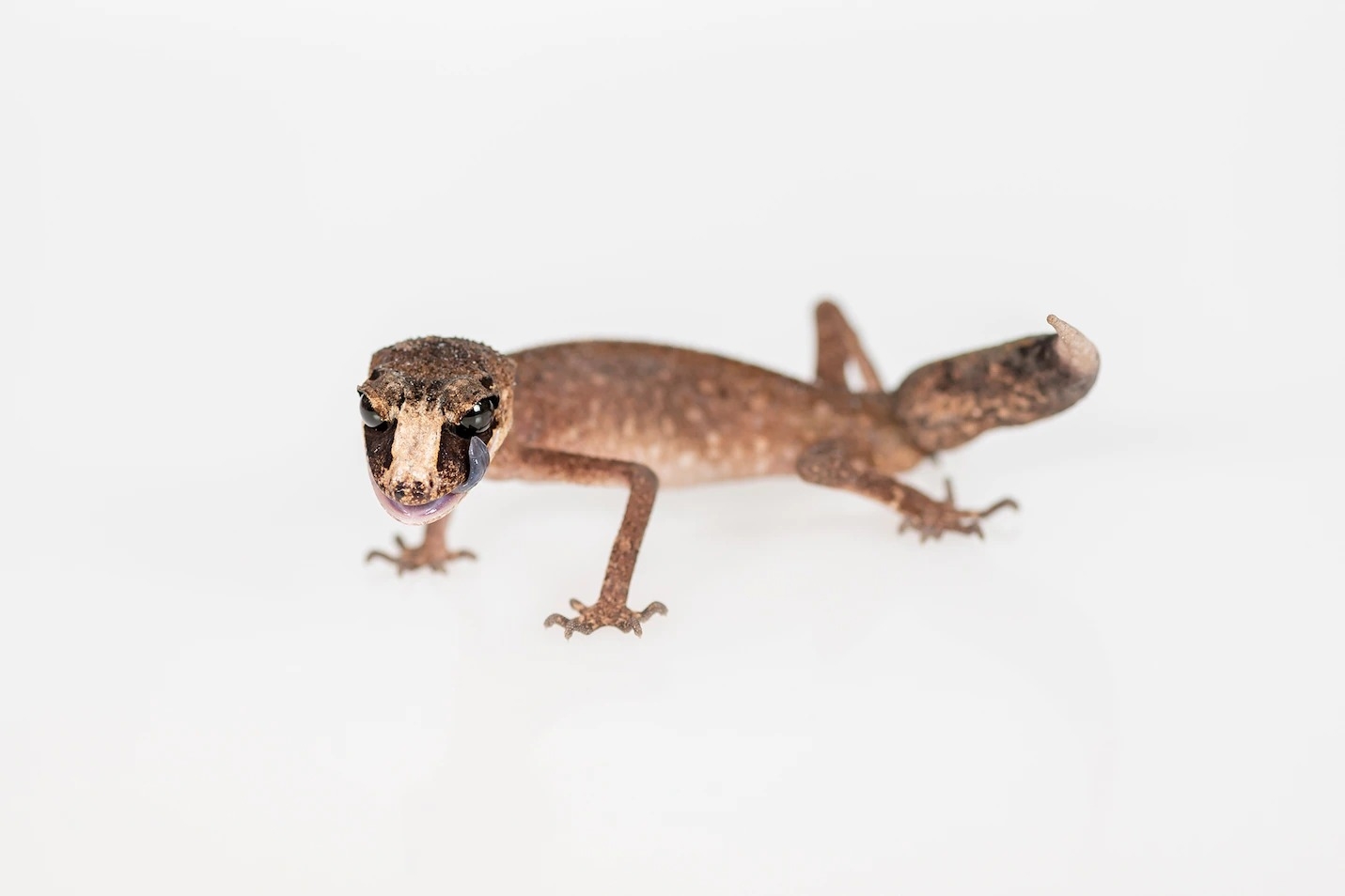 藏在包裹中准备走私到海外的变色龙守宫（chameleon gecko），是仅在澳洲东北部某一小范围内分布的物种。 PHOTOGRAPH BY DOUG GIME