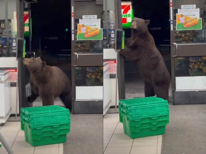 美国加州奥林匹克谷一只棕熊闯进7-Eleven觅食 礼貌开门还会使用感应式消毒机