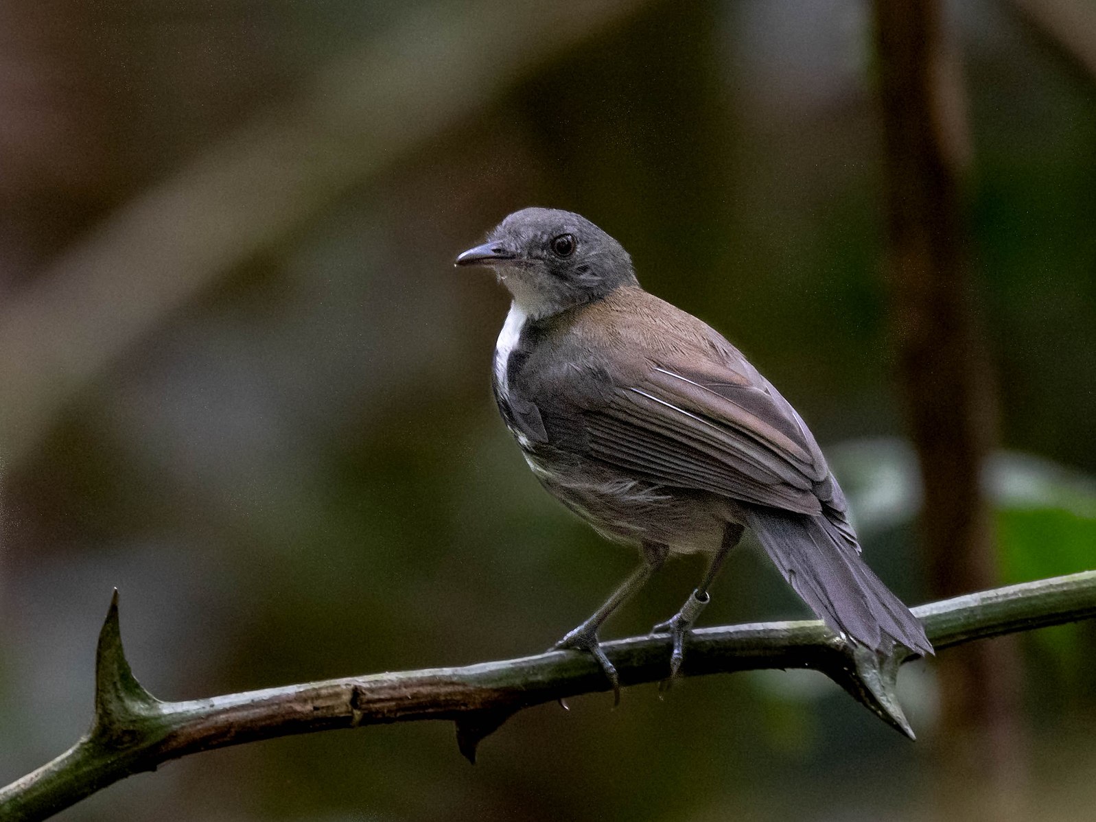 亚马逊雨林鸟类的身体因气候变化而变小