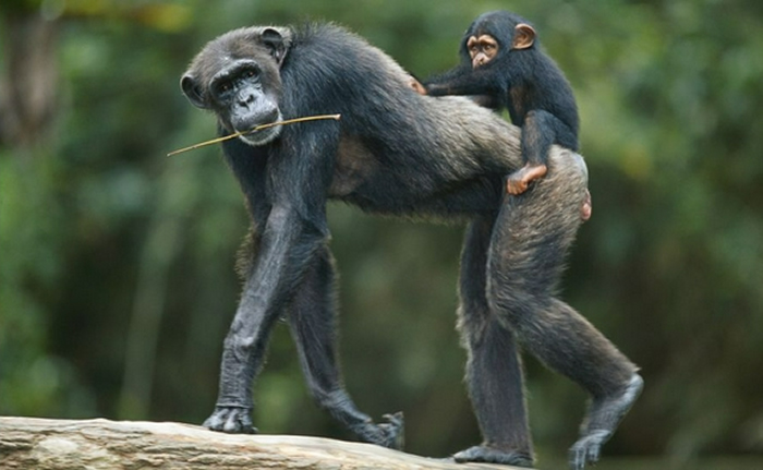 黑猩猩是我们最近的近亲之一，它们也没有尾巴。