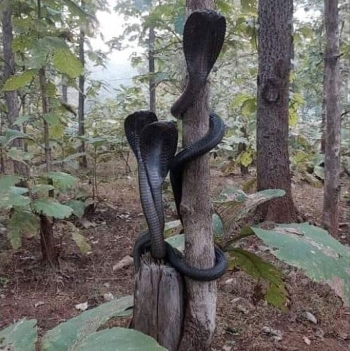 印度西部梅尔加持老虎保护区3条眼镜王蛇相互缠绕在一棵树上发出嘶嘶声