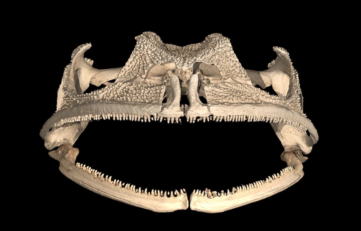 贡德氏囊蛙上下颚与牙齿的电脑断层扫描，是这种动物牙齿的第一张清晰影像。 CT SCAN BY DANIEL PALUH