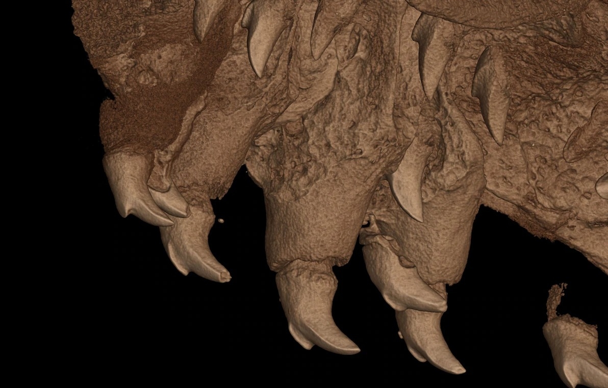 这种蛙的牙齿特写。 CT SCAN BY DANIEL PALUH