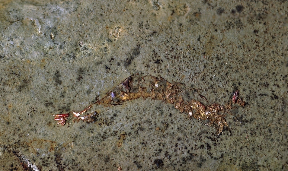 澳洲发现1亿年前的三只虾类躲进一颗巨大蛤蜊的化石