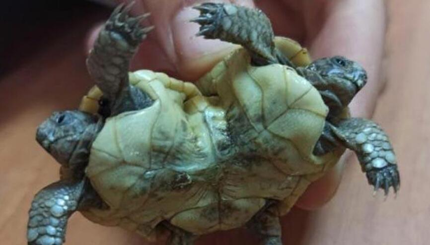 土耳其温泉度假胜地棉花堡出现罕见的连体双头暹罗龟